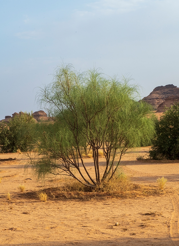 Peregrina tree