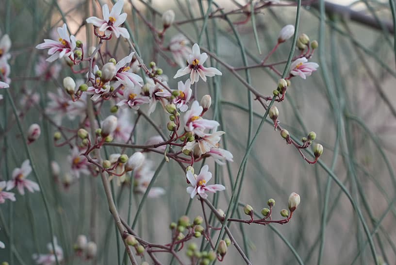 Blossoming