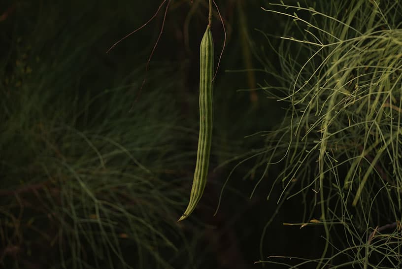 Pod Growth